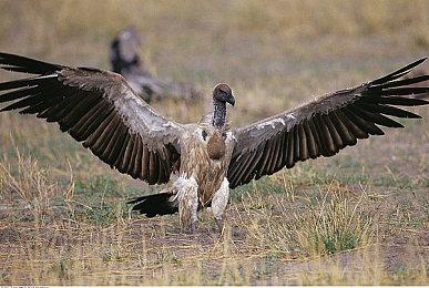 《地平线：零之曙光》真人剧确认是Aloy当主角