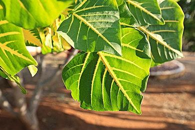 《绝地潜兵2》“遥遥领先”通行证上线 高科技武器系列